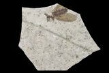 Fossil March Fly (Plecia) - Green River Formation #154529-1